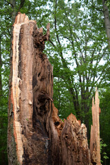 Naklejka premium Termite damaged wood tree background