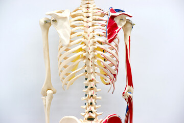 Human ribs and spine skeleton model for physiology in anatomy laboratory.