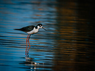 Black-necked stilt