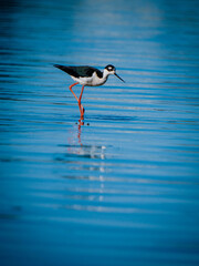 Black-necked stilt