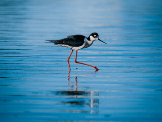 Black-necked stilt