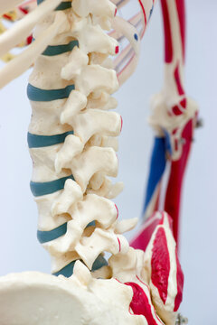 Thoracic spine with spinal, spine bones model for physiology in anatomy laboratory.