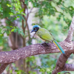 Green Jay.Santa Ana National Wildlife Refuge.Texas.USA