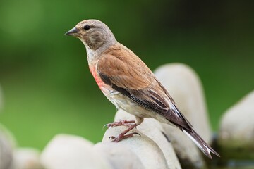 Linnet, Carduelis cannabina, male on stone at bird's watering hole. Czechia. Europe.