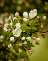 apple tree blossom