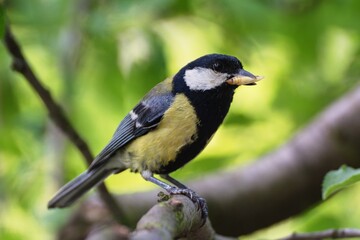 The great tit carries an insect pupa to the young. Czechia. Europe.