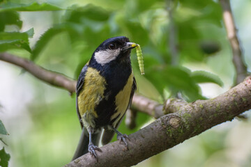 The great tit carries a caterpillar to the young. Czechia. Europe.
