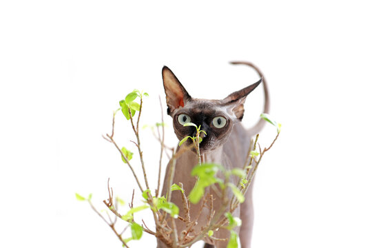 Cat is smelling the plant