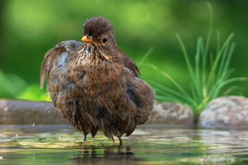 Young blackbird (Turdus merula) bathes in the water of a bird's waterhole. Czechia. Europe.