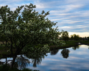 spring trees reflected in the water