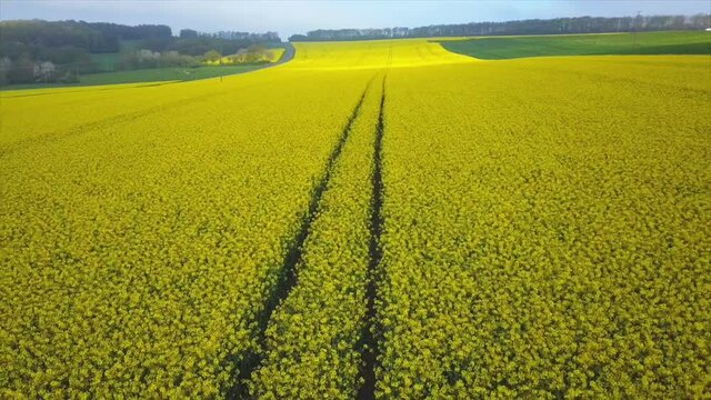WS POV Rural landscape with rape field in spring / Kastel-Staadt, Rhineland-Palatinate, Germany
