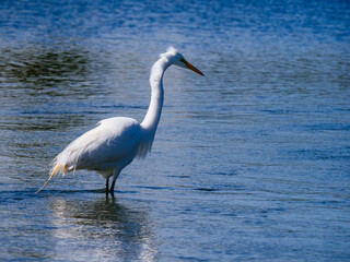 Great Snowy Egret