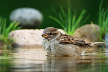 Young sparrow indulge in water bird waterholes. Czechia. Europe.