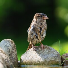Young sparrow on stone at bird's watering hole after bathing. Czechia. Europe.