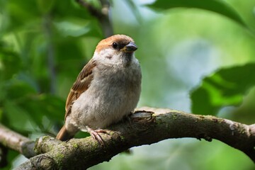 Young Tree sparrow (Passer montanus) sitting in the branches of a tree. Czechia. Europe.