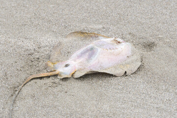 ビーチに死んだエイ