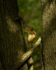 squirrel on a tree