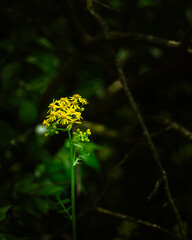 yellow flower on a black background