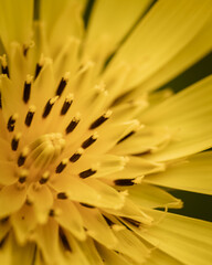 yellow flower macro