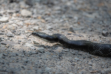 Closeup of an Eastern Ratsnake crossing a road.