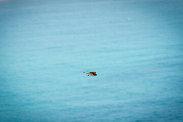 bird in flight