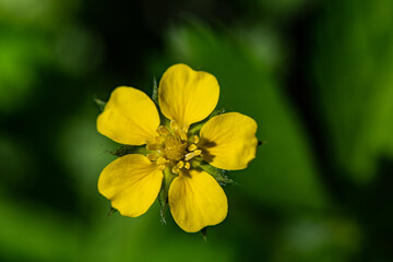 Obraz premium Wild potentilla has beautiful symmetry.