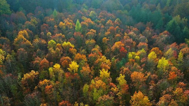 AERIAL WS Colorful trees in autumn forest / Kastel-Staadt, Rhineland-Palatinate, Germany