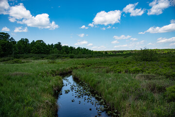 Beautiful day in a Pennsylvanian marsh.