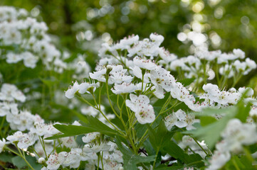 White flowers bloomed in a forest glade. The picture resembles a white carpet. Macro shot of white forest flowers.