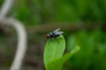 fly on leaf, insect on leaf, nature