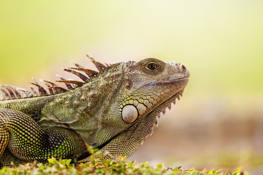 Light Green Iguana against light green background