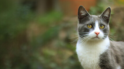 Adorable gatito gris y blanco mirando atento hacia la derecha de la imagen, sobre un fondo de vegetación desenfocada