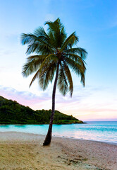 tropical beach with palm trees