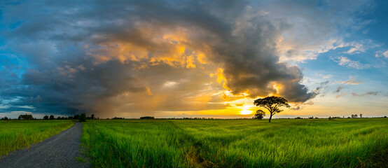 Panorama silhouette tree in africa with sunset.Dark tree on open field dramatic sunrise.Beautiful evening clouds sky.