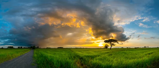 Foto op Canvas Panorama silhouette tree in africa with sunset.Dark tree on open field dramatic sunrise.Beautiful evening clouds sky. © noon@photo