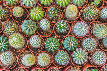 Fototapeta na wymiar Top view of many cactus. 