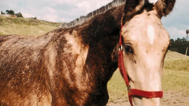 Foal eats green grass. A thin nits foal graze in the meadow.