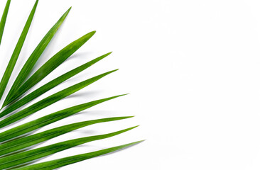 Top view palm leaf on white paper background with copy space