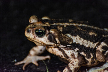 frog on a stone