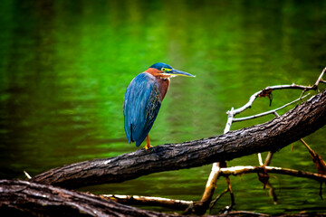 Wild Bird Perched on branch 
