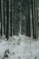 Fototapeta premium Black forest Germany