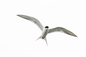 Obraz premium Common Tern