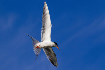Common Tern