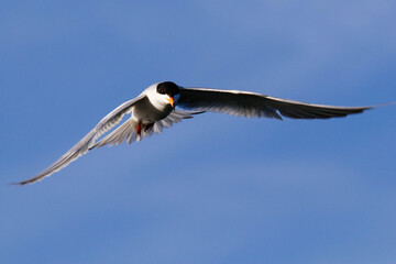 Common Tern