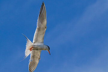 Common Tern