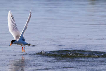 Common Tern