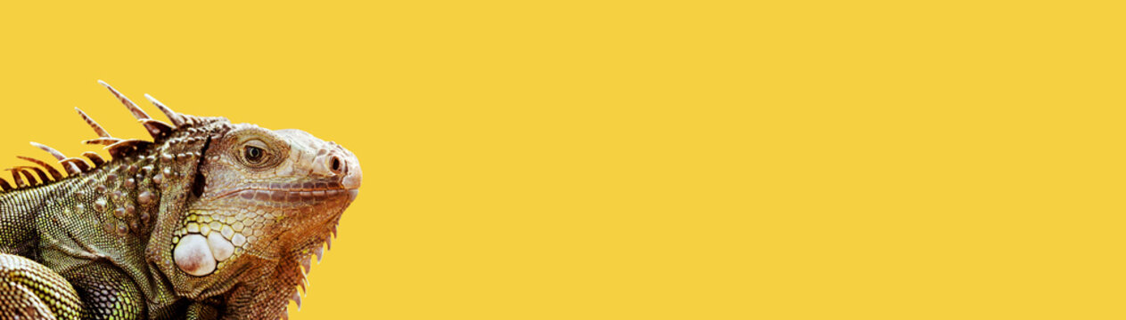 Yellow-green iguana against ya yellow background