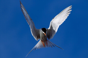 Common Tern