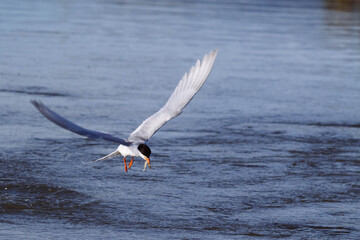 Common Tern