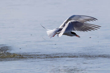 Common Tern